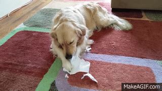 Dog Eating My Homework (Ripping Apart Paper) - English Cream Golden ...