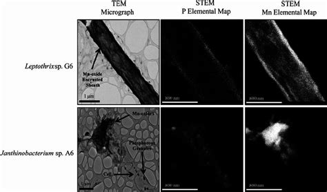 TEM microscopy of the sheath-forming isolate Leptothrix sp. G6 and... | Download Scientific Diagram