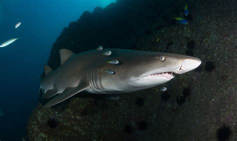 Grey nurse shark - Australian Geographic