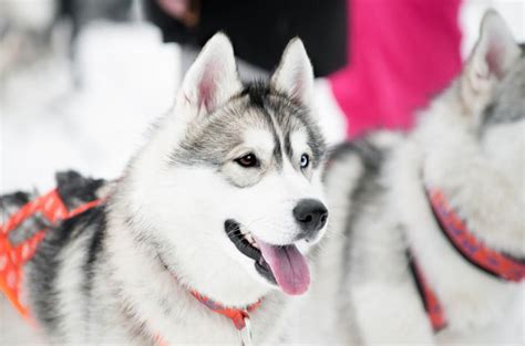 Top 10 Snow-Loving Dog Sled Breeds | PetGuide