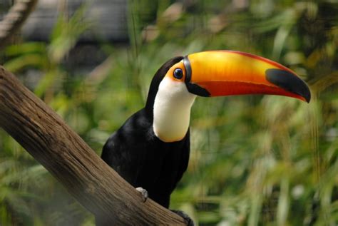 toucan, Parrot, Bird, Tropical, 26 Wallpapers HD / Desktop and Mobile ...