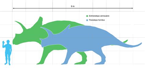 File:Eotriceratops scale.png - Wikimedia Commons