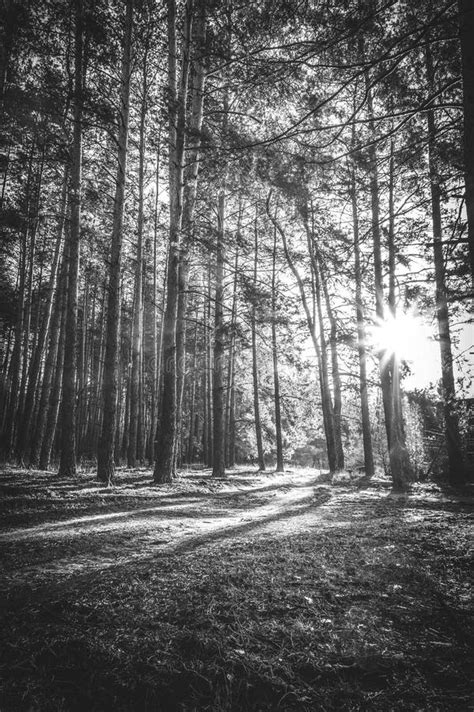 Sunrise In A Pine Forest In The Autumn. Monochrome Photo Stock Photo - Image of adventure ...