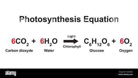 Scientific Designing of Photosynthesis Equation. Vector Illustration ...