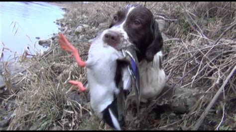 Springer spaniel duck hunting - YouTube