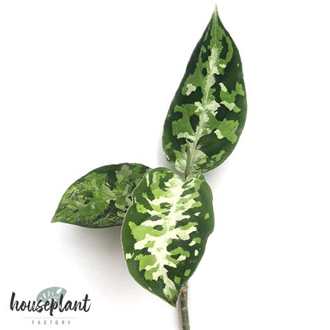 Aglaonema Pictum Tricolor - Houseplant Factory - Rare Houseplants for