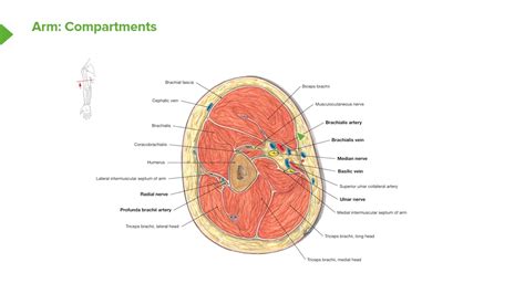 Back Muscles Cross Sectional Anatomy - Human Anatomy