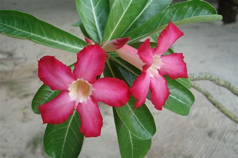 Adenium obesum | Horticulture and Soil Science Wiki | FANDOM powered by Wikia