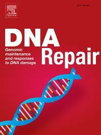 Subscribe to DNA Repair - 1568-7864 | Elsevier Shop