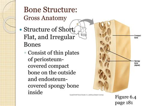 PPT - The Skeletal System PowerPoint Presentation, free download - ID:3789890