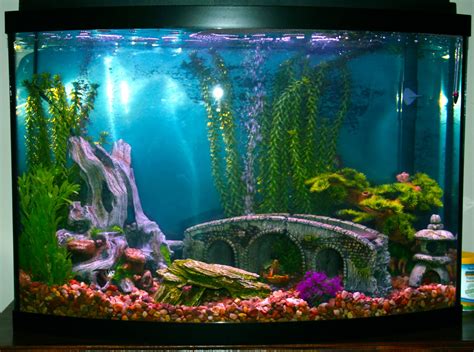 Diagnosis: Alzheimer's: A Fish Tank For The Fisherman