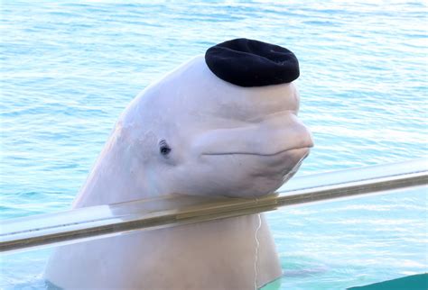 Whale hello there! Beluga spotted eating in River Thames — RT UK News