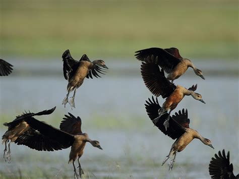 Wildlife Tours in Wilpattu National Park