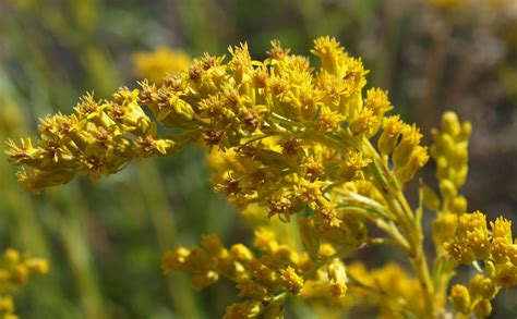 Goldenrod | Description, Species, Flowers, & Facts | Britannica