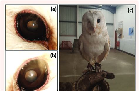 Barn owls with vision impairments used in flight studies. Owl B right... | Download Scientific ...