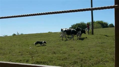 Border Collie Herding Cattle - YouTube