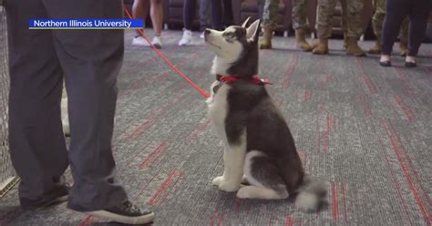 Northern Illinois University introducing newest mascot - CBS Chicago