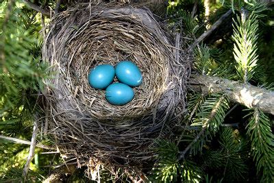 Robin Nest - Stock Image - Z892/0752 - Science Photo Library