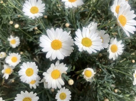 Argyranthemum frutescens | Online Flower Garden