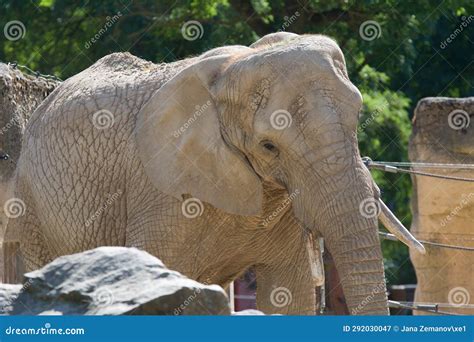 Elephant savanna stock image. Image of animal, elephant - 292030047