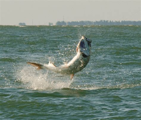 Miami Fishing Report, 3/2/2014: Tarpon ~ #Miami | Florida Fishing Report