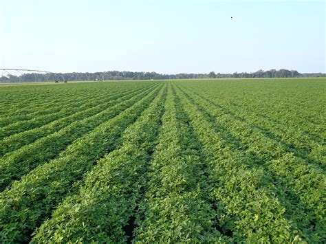 Peanut Maturity Update | Panhandle Agriculture