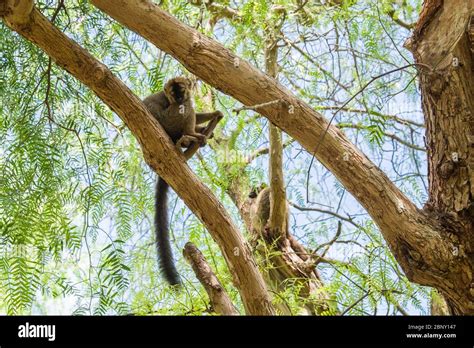 Strepsirrhini infraorder hi-res stock photography and images - Alamy