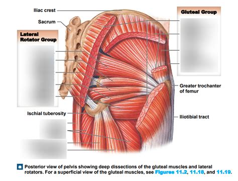 Pelvis muscles Diagram | Quizlet