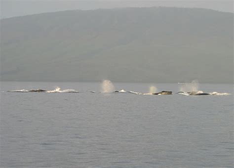 A pod of Humpback Whales | Smithsonian Photo Contest | Smithsonian Magazine