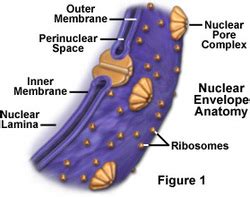 The Nuclear Envelope - The Endomembrane System of Eukaryotic Cells