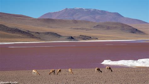 Laguna colorada et vicunas, Bolivia