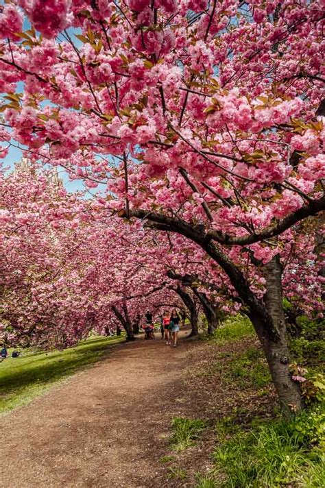 Peak Bloom Cherry Blossoms in Central Park • NYC • The Wanderbug