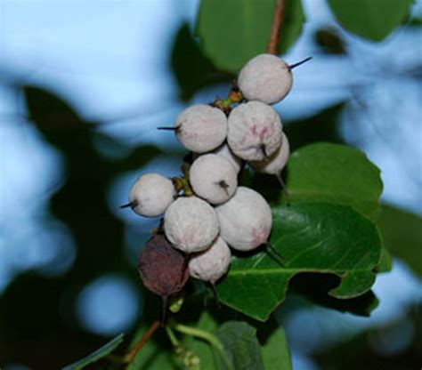 Rhus integrifolia - Lemonade Berry - Seeds