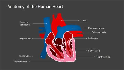 Heart Chambers PowerPoint Presentation - SlideModel