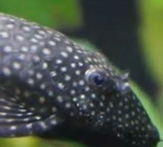 Bristlenose Catfish Breeding, Temperament, Size, Lifespan, Diet