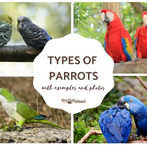 Pet Parrots Breeds