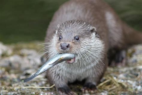 River Otter Diet and Predation Project — SeaDoc Society in 2021 | Otters, River otter, Yawning ...