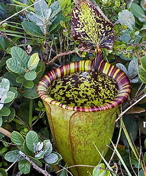 The Rarest Plants On Earth - WorldAtlas