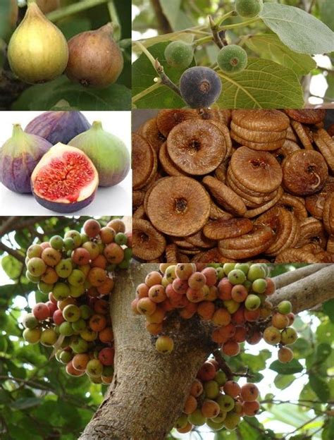 Anjeer Price Per Kg - Tere Fruit