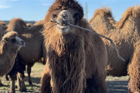 FAO Concludes Bactrian Camel Conservation Project in Iran | United Nations in Islamic Republic ...