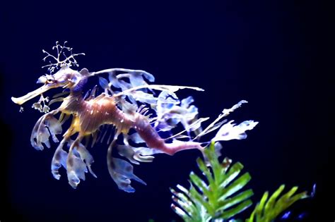 New California sea dragon habitat is among world’s largest | News, Sports, Jobs - The Express