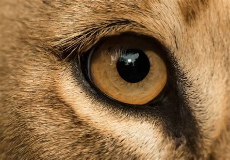 Lion Eye Closeup by Henrik Vind / 500px