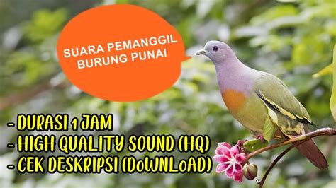 Suara Pemanggil Burung Punai | Pikat Burung Punai |Bird Caller - YouTube