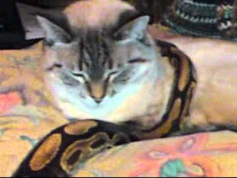 "Cat Loves Her Snakes !!!" Or, you know, snake constantly attempts eat cat while dumbass owner ...