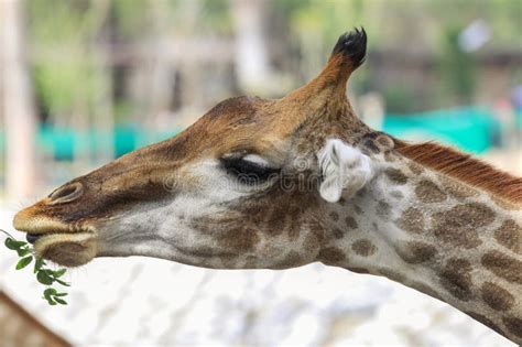 Close Up View of the Giraffe Head Eating Grass Stock Photo - Image of ...