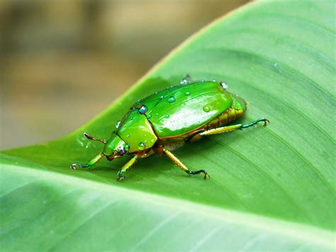 Costa Rica / Green Beetle