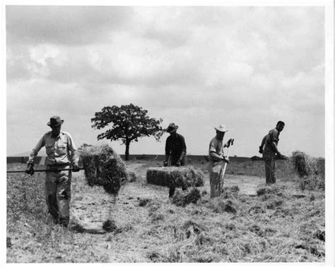 Free picture: men, work, together, farm, field, haying, operation