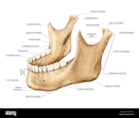 Ilustración de la mandíbula. Esta izquierda vista lateral oblicua (etiquetado). Ilustración de ...
