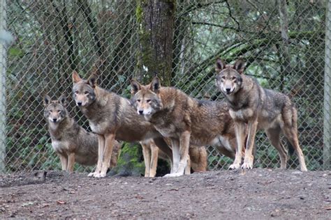 Wolf Haven Awarded $227,000 Grant | Nisqually Valley News