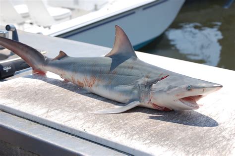 Life of Sea: Life of Atlantic Sharpnose Shark